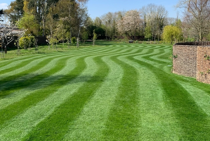 Lawn Weed Control Lowestoft