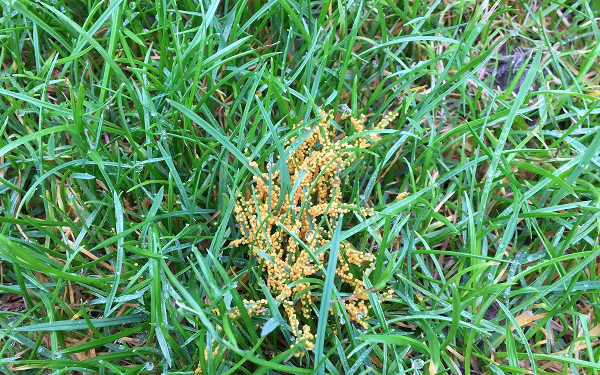 Lawn Disease Management